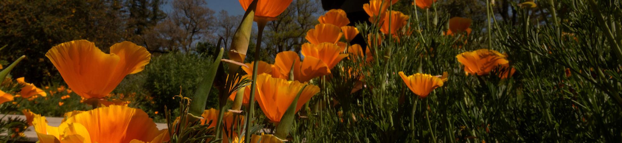 Orange Poppies at UC Davis